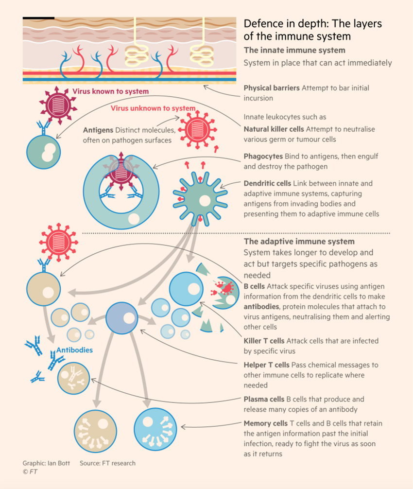 Every Picture Tells A Story – The Immune System | American Council on